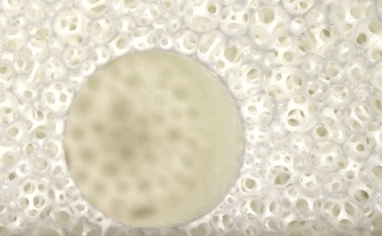 Makro: struktura komórkowa Talalay